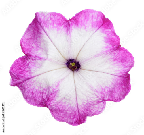Fototapeta Naklejka Na Ścianę i Meble -  purple and white petunia