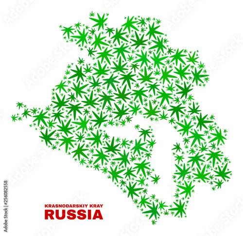 Vector cannabis Krasnodarskiy Kray map collage. Template with green weed leaves for weed legalize campaign. Vector Krasnodarskiy Kray map is composed with herbal leaves.