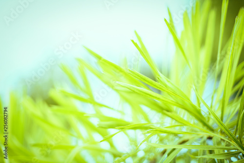 Green leaves palm tree in the tropical plant garden park