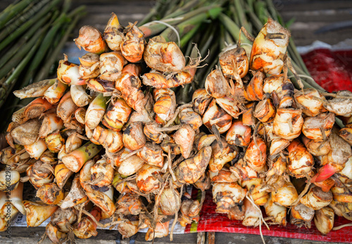 Photos Fresh trunk young galangal from agriculture farm vegetable organic galangal in t