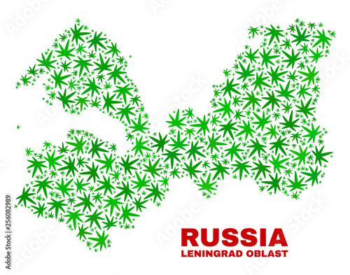 Vector cannabis Leningrad Region map mosaic. Concept with green weed leaves for weed legalize campaign. Vector Leningrad Region map is created with weed leaves.