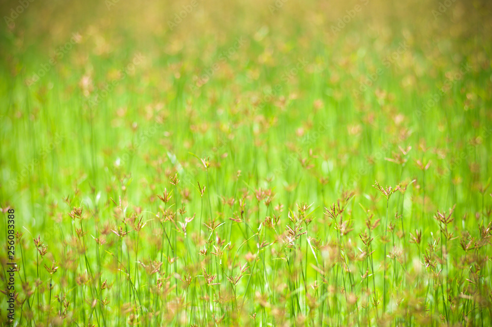 Green field meadow and flower grass on nature background Green field meadow and flower grass on nature background