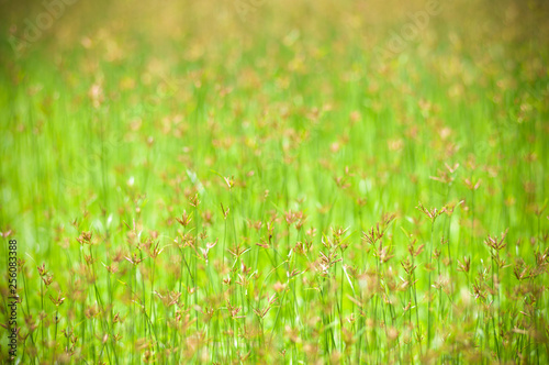 Green field meadow and flower grass on nature background