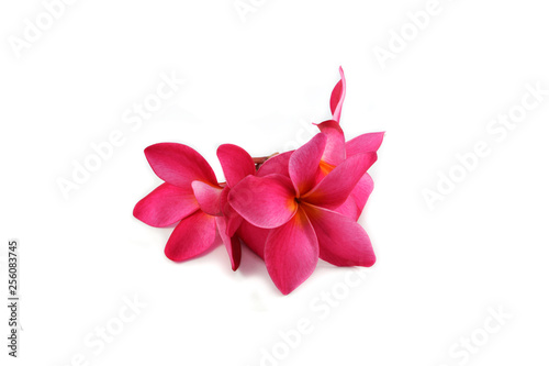 Frangipani pink flower or red Plumeria isolated on white background