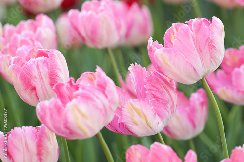 delicate pink motley tulips blooming in the summer garden