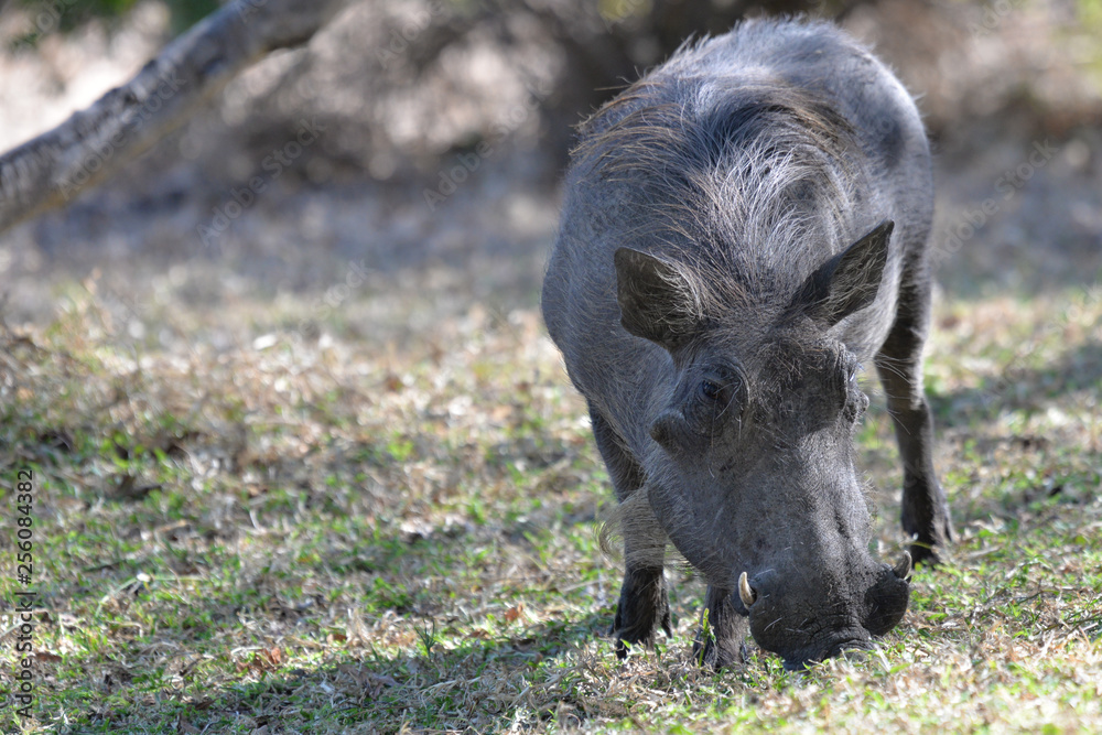 Fototapeta premium Warzenschwein, Warthog