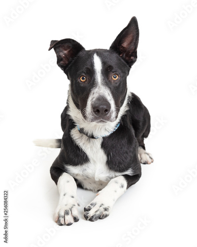 Border Collie Crossbreed Dog Lying on White