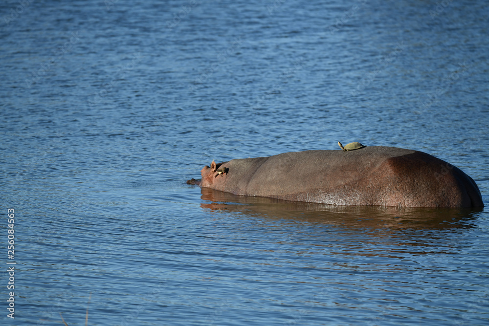 Fototapeta premium Hippo mit Schildkröte