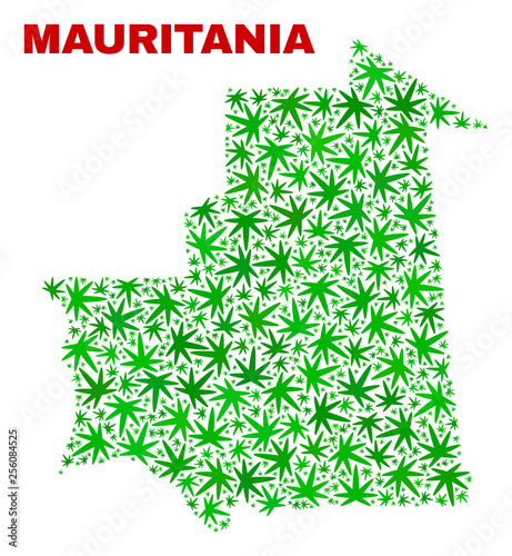 Vector marijuana Mauritania map mosaic. Concept with green weed leaves for weed legalize campaign. Vector Mauritania map is designed with marijuana leaves.