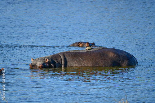 Hippo mit Schildkröte