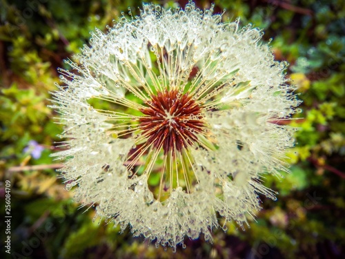 Dandelion 