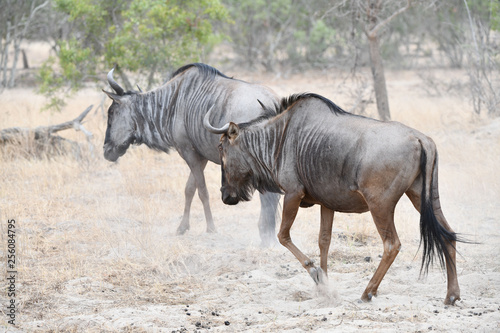 Gnu