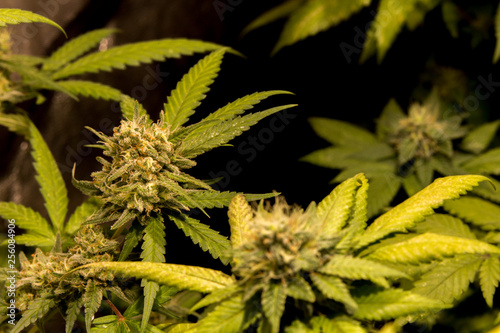 Northern Light Cannabis Bud Weed Marijuana Plant In Indoor with Led Cob Light