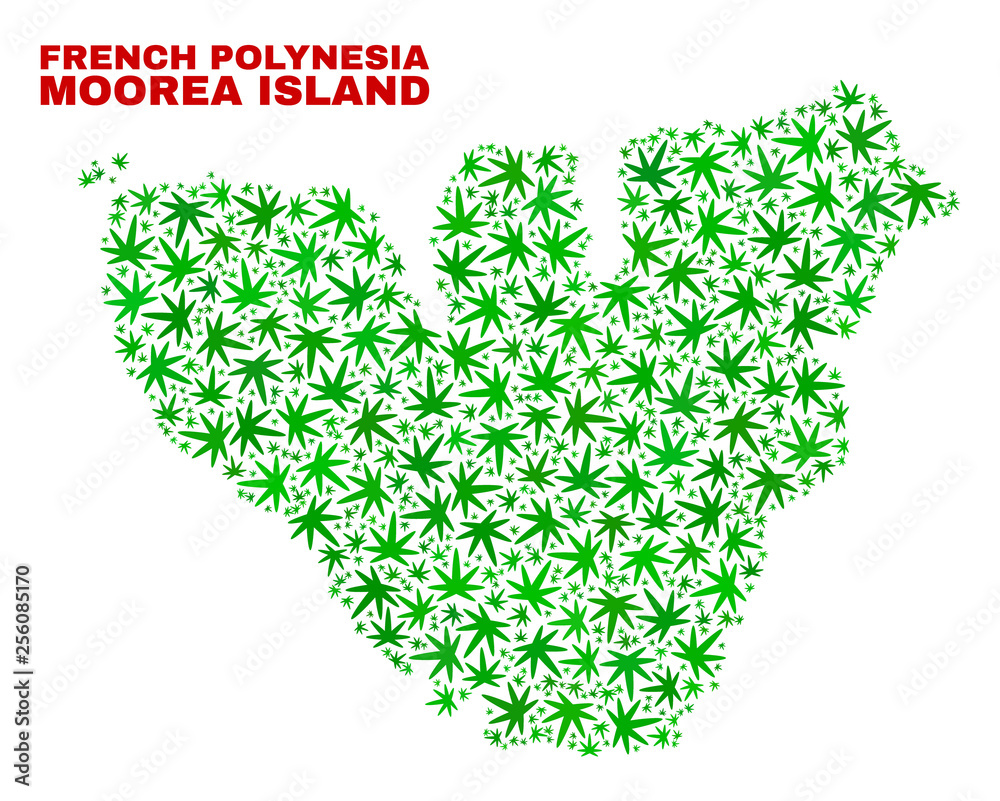 Vector marijuana Moorea Island map collage. Concept with green weed leaves for weed legalize campaign. Vector Moorea Island map is created from weed leaves. Vector marijuana Moorea Island map collage. Concept with green weed leaves for weed legalize campaign. Vector Moorea Island map is created from weed leaves.