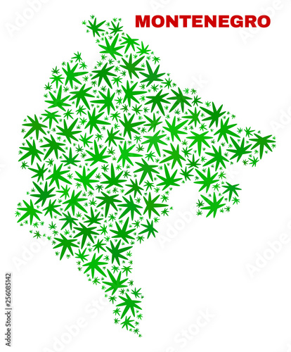 Vector marijuana Montenegro map mosaic. Concept with green weed leaves for weed legalize campaign. Vector Montenegro map is constructed with ganja leaves.