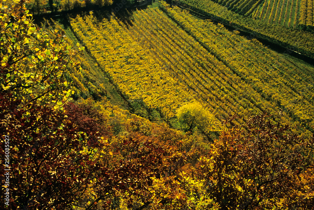 Etschtal bei Siebeneich, Herbstfarben, Winberge