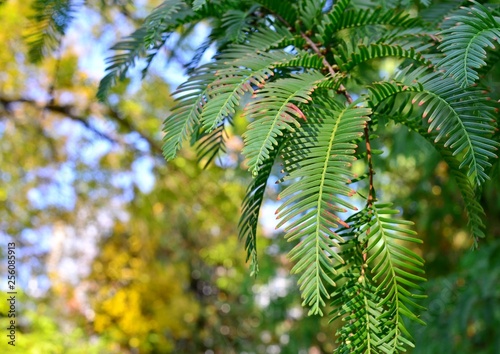 Beautiful green leaves are presented in the form of a natural pattern