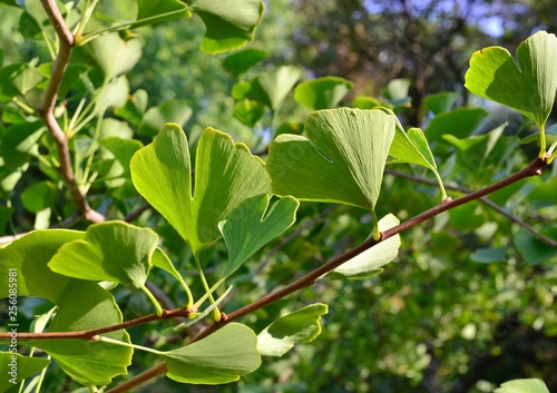Ginkgo biloba tree leaves close up, autumn park