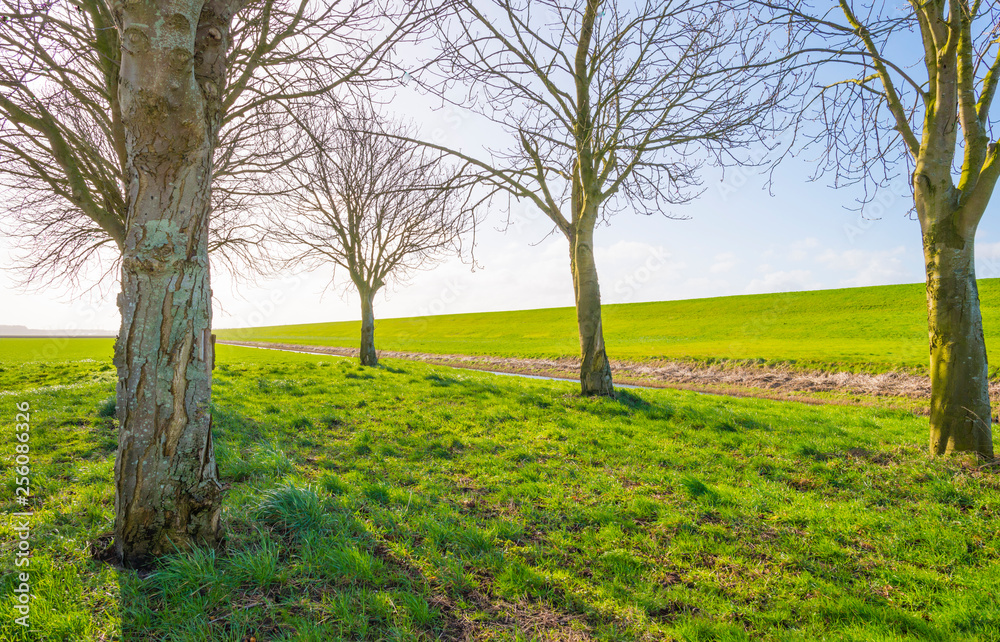 Trees in a green field along a dike below a blue sky in sunlight in winter Trees in a green field along a dike below a blue sky in sunlight in winter