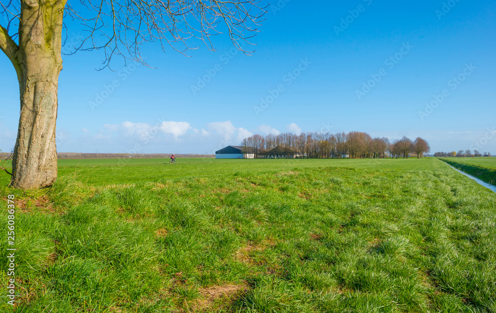 Obraz premium Cyclist on a path in a green field below a blue sky in sunlight in winter