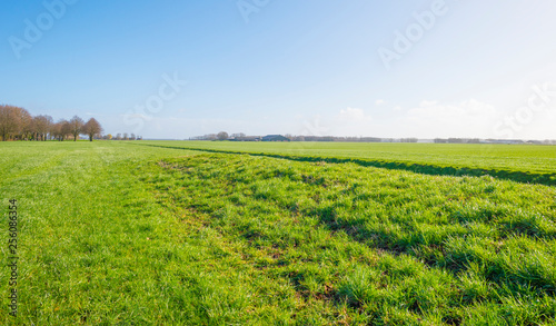 Green field along a ditch below a blue sky in sunlight in winter