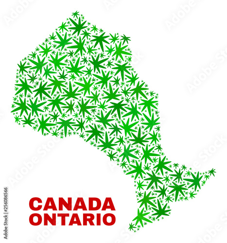 Vector marijuana Ontario Province map collage. Concept with green weed leaves for weed legalize campaign. Vector Ontario Province map is created of weed leaves.