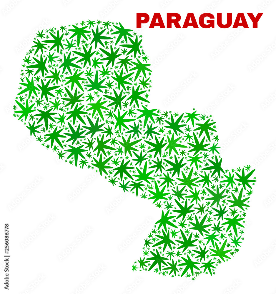 Vector cannabis Paraguay map mosaic. Concept with green weed leaves for weed legalize campaign. Vector Paraguay map is organized with weed leaves. Vector cannabis Paraguay map mosaic. Concept with green weed leaves for weed legalize campaign. Vector Paraguay map is organized with weed leaves.
