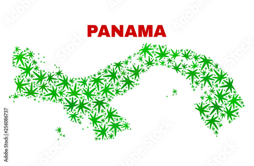 Vector marijuana Panama map mosaic. Concept with green weed leaves for weed legalize campaign. Vector Panama map is organized with weed leaves.