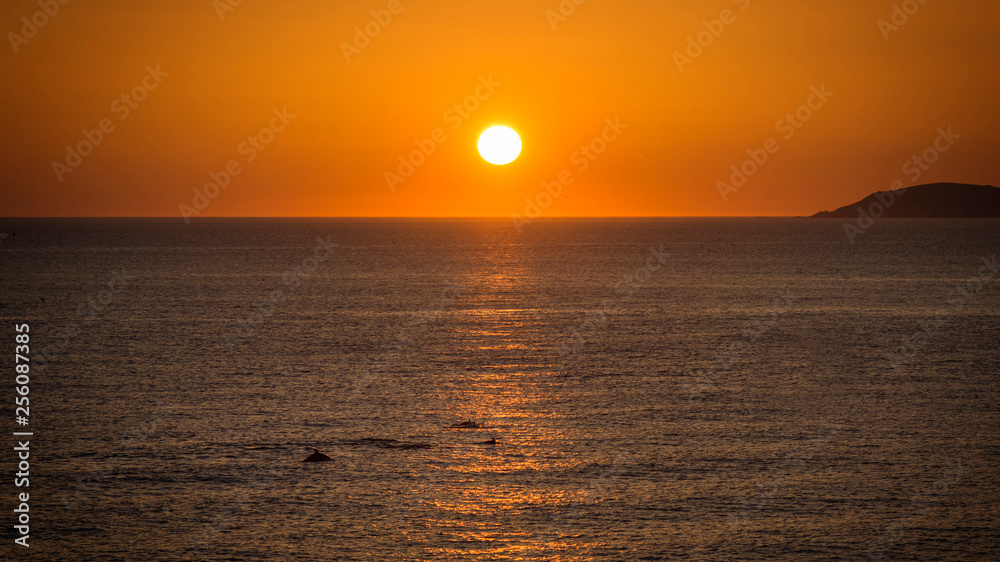 free dolphins swimming in the ocean at the sunset