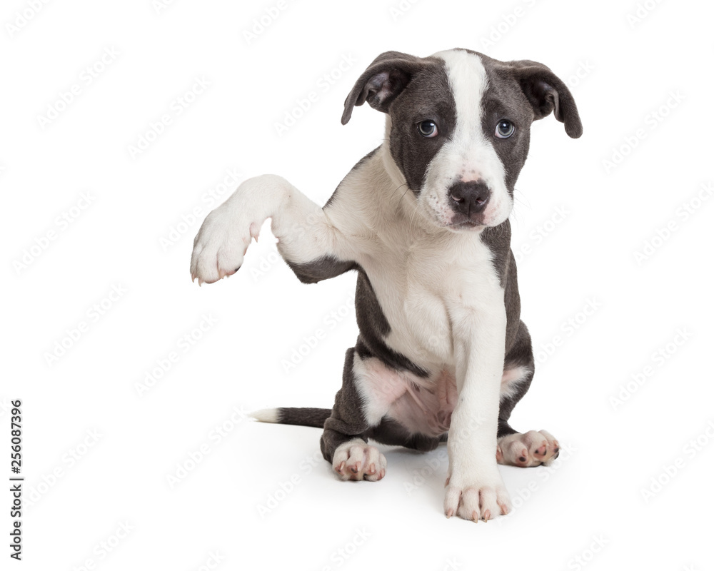 Cute Puppy Dog Arm Up to Side
