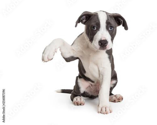 Cute Puppy Dog Arm Up to Side