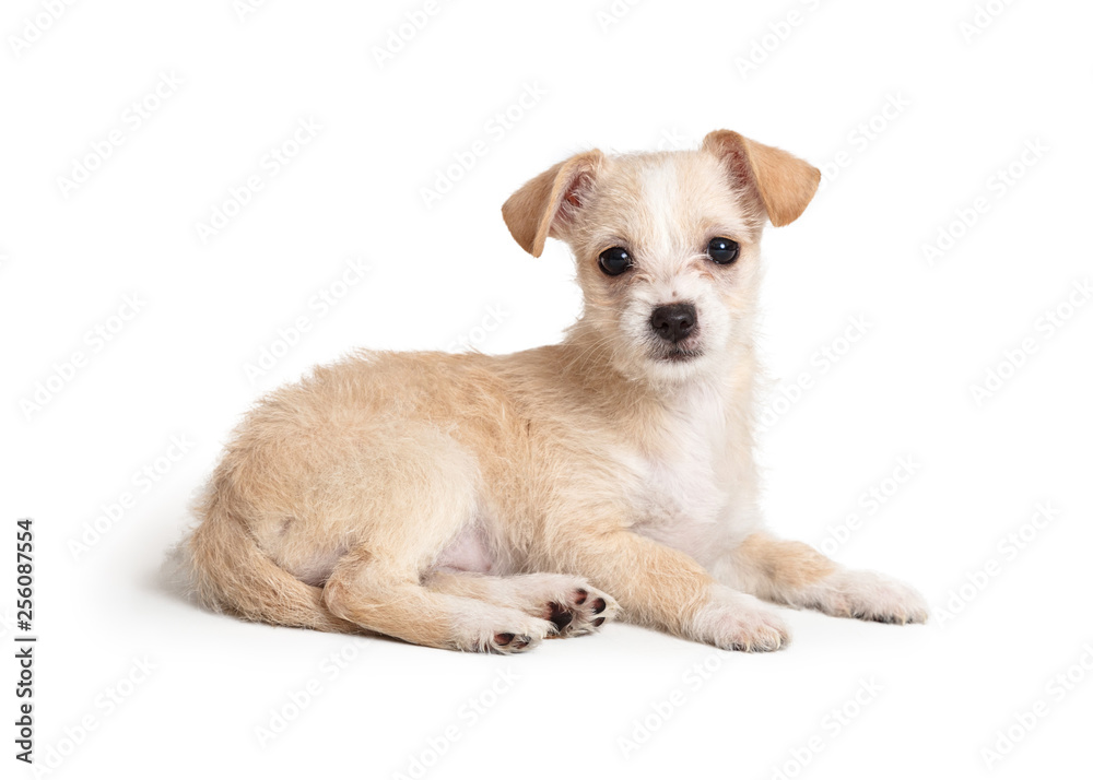 Cute Tan Scruffy Terrier Puppy Dog on White