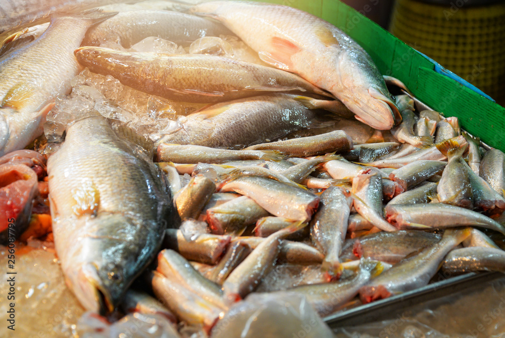Fresh fish in bucket for sale in the seafood market Fresh fish in bucket for sale in the seafood market