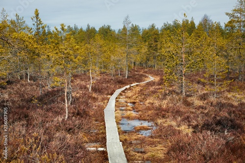 Swamps in Finland photo