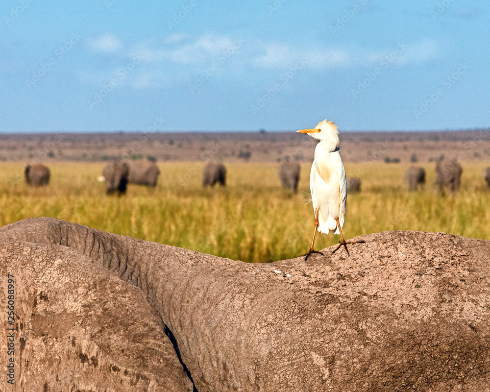 Obraz premium Egret Bird on Back of Elephant in Amboseli Kenya