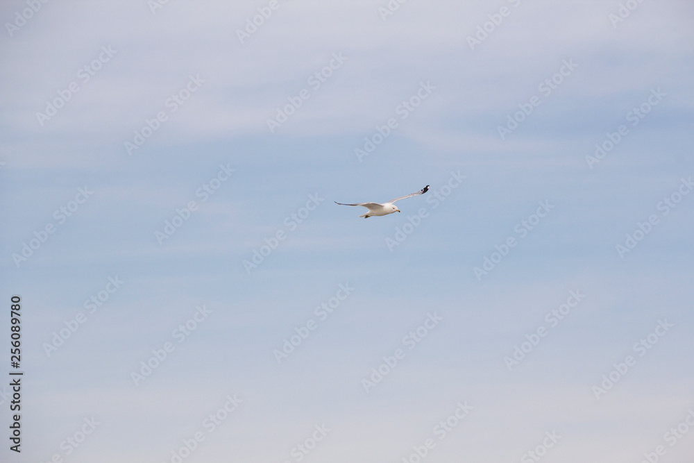 Ring-billed seagull flying over Lake Ontario, NY, USA in winter