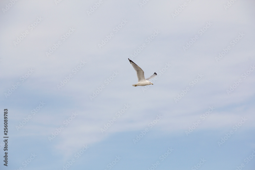 Ring-billed seagull flying over Lake Ontario, NY, USA in winter