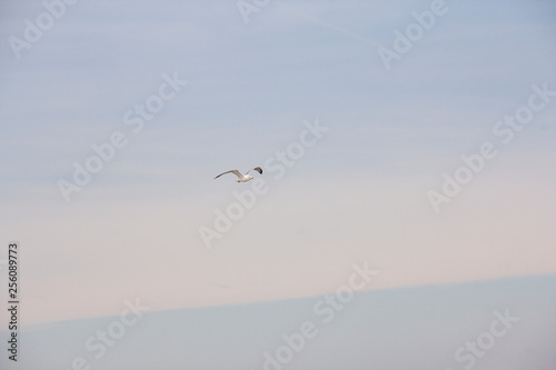 Ring-billed seagull flying over Lake Ontario, NY, USA in winter © molia