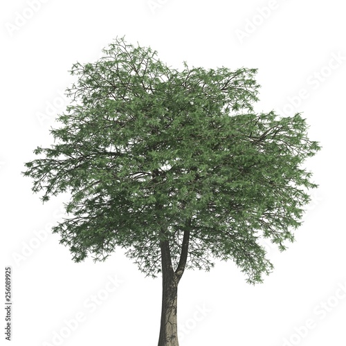 Tree 3d illustration isolated on the white background