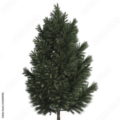 Pine tree 3d illustration isolated on the white background