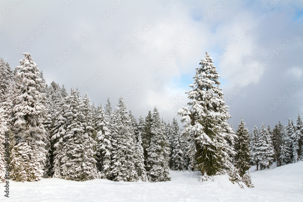 Snow settled on coniferous pine trees in mountain forest;  Beautiful clouds parting and blue sky appearing