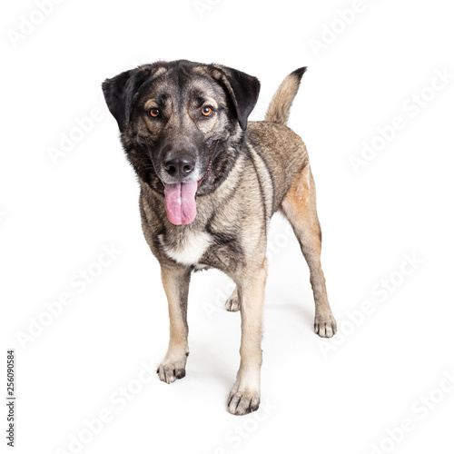 Friendly Mastiff Crossbreed Dog Standing on White