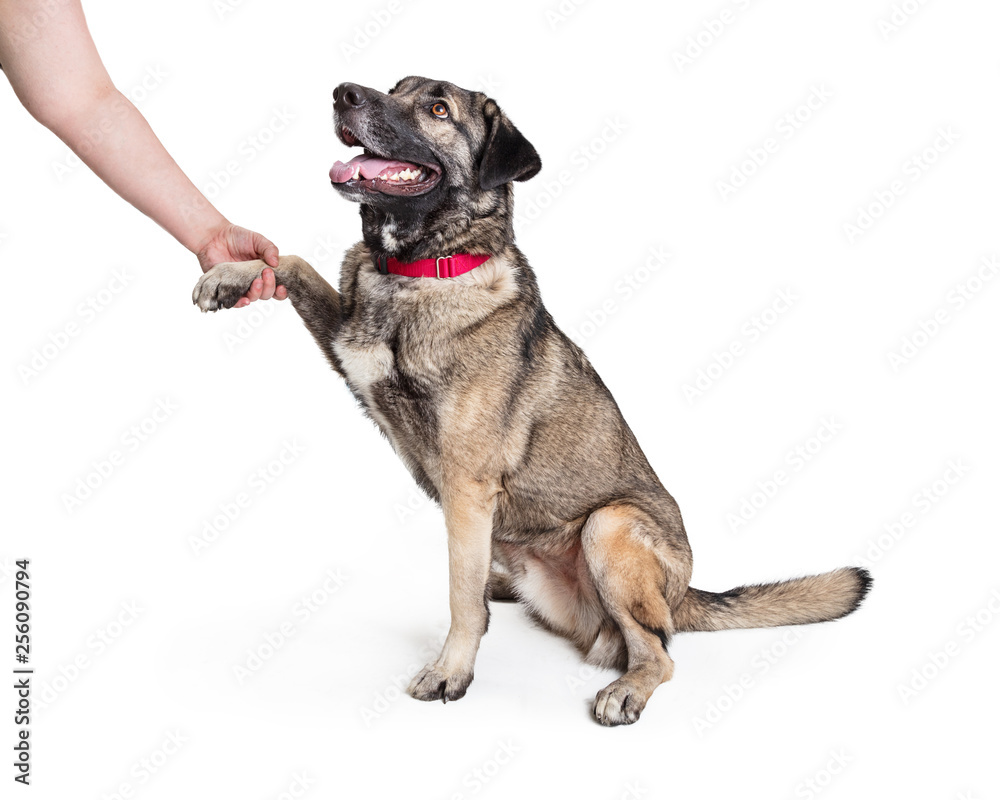 Friendly Mixed Large Breed Dog Shaking Hands