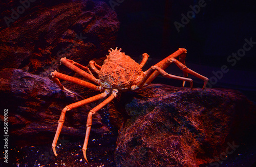 Japanese giant spider crab swimming underwater aquariumun on the rock ocean