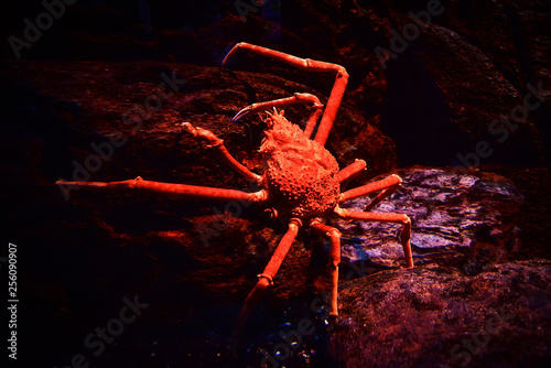 Tableau sur toile Japanese giant spider crab swimming underwater aquariumun on the rock ocean