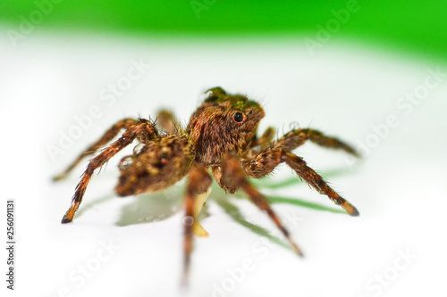 Close up brown jumping spider on nature green leaf background