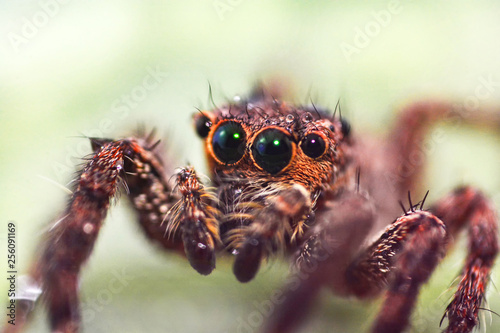 Close up brown jumping spider on nature green leaf background