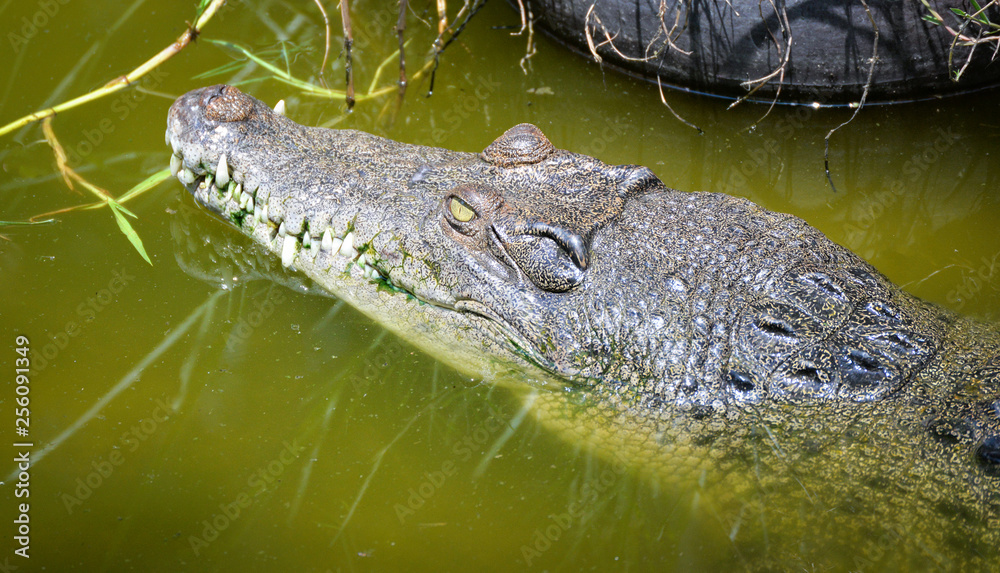 Obraz premium Wildlife reptile Crocodile floating on the water nature river