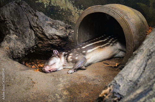 Cuniculus spotted paca mammals of south america