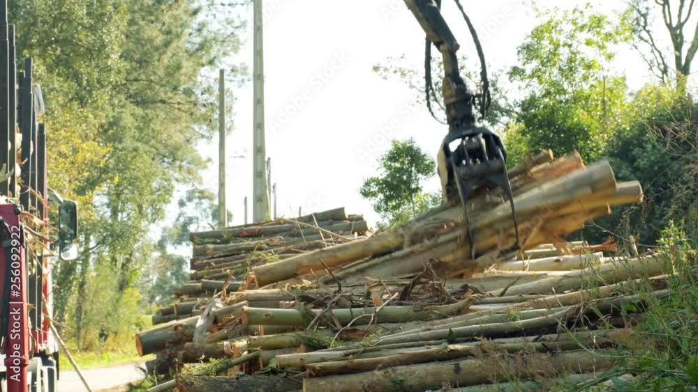 Grúa recogiendo madera.